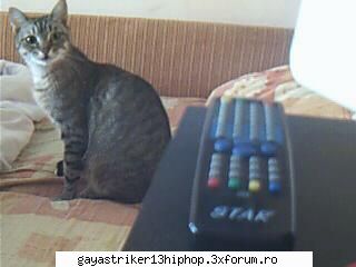 animalutzele.... - gaya_striker - animalutze.....